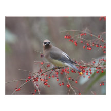 Zederwaxwing-Schönheit Ankündigung