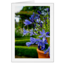 Ziergarten-Blume im Topf - Blau - leeres Auto Karten
