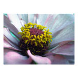 Zinnia-Blüte innerhalb des Pastellrosas Personalisierte Einladungskarte