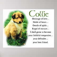 Zobel-Collie-Geschenke Posterdruck