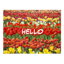 Zollamtpostkarten Tulpe-Blumen addieren Text