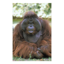 Zoo USA, Kalifornien, San Diego. Gefangener Photodrucke