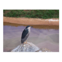 Zoovogel Postkarten