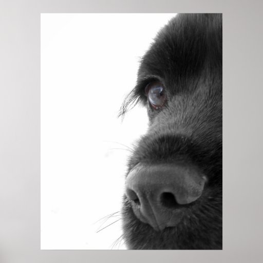 Zum Soul - Schokoladen-Cockerspaniel-Porträt Poster