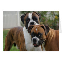 Zwei Boxer-Hunde Grußkarte