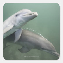 Zwei Delphine Unterwasser Aufkleber