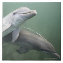 Zwei Delphine Unterwasser Fliese