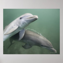 Zwei Delphine Unterwasser Posterdruck