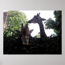 Zwei Giraffen Posterdrucke