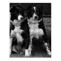 Zwei Hunde Postkarte