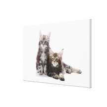 Zwei Kätzchen Maine-Waschbärkatze Gespannter Galerie Druck