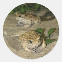 Zwei kleine Kröten - Druck des grünen Frosches aufkleber