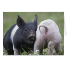 Zwei kleine Schweine; Ferkel - niedliche lustige B Karte