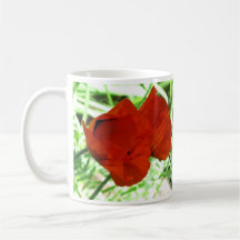Zwei orientalische Mohnblumen Teetasse