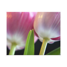 Zwei reizende rosa Tulpen Leinwand Druck