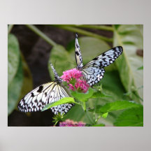 Zwei Schmetterlinge auf Blumen-Fotografie Poster