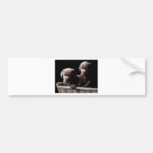 Zwei Schokoladen-Labrador-Welpen Autosticker