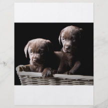 Zwei Schokoladen-Labrador-Welpen Bedruckte Flyer
