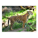 Zwei Tiger am San Diego Zoo Postkarten