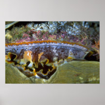 Zweischalige Muschel von Papua, Neu-Guinea Plakatdruck