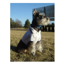 Zwergschnauzer-Postkarte