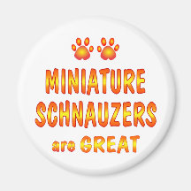 Zwergschnauzer sind groß magnete