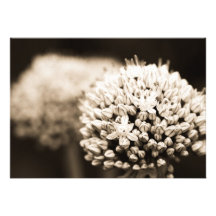 Zwiebel-Blumen Ankündigungen