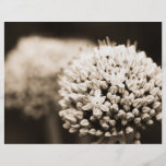 Zwiebel-Blumen Flyer Druck