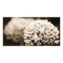 Zwiebel-Blumen Fotogrußkarten