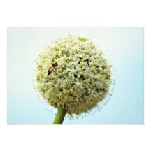 Zwiebel, Lauch cepa Blumen Individuelle Einladungskarte