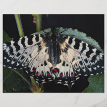 Zyerinthia polyxena, Olympia, Georgia, USA Flyer