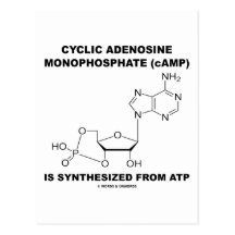 Zyklisches Adenosin-Monophosphat (cAMP) von Atp Postkarte