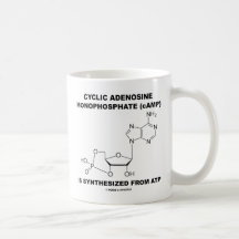 Zyklisches Adenosin-Monophosphat (cAMP) von Atp Tasse