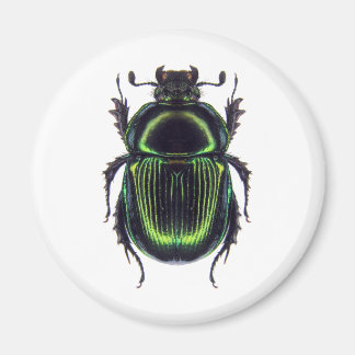 オオセンチコガネ MAGNET