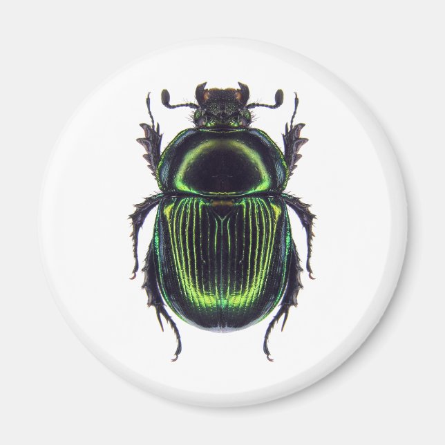 オオセンチコガネ MAGNET (Vorne)