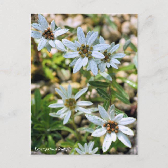 コ ウ ラ ウ ス キユソ POSTKARTE (Vorderseite)