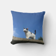 シ Cushion singen 歌 う beim 猫ョ.