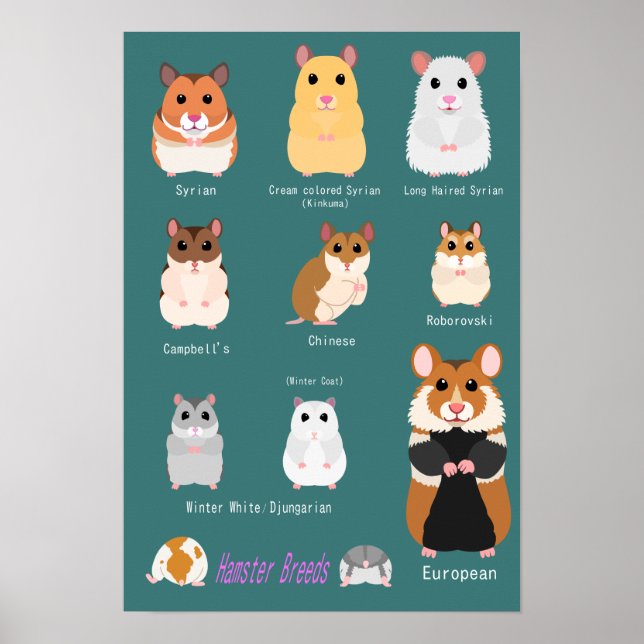 ハ ム ス タ の 類 種 POSTER (Vorne)