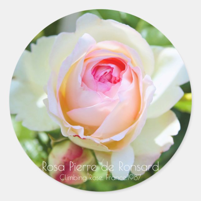 ピエール・ドゥ・ロンサール RUNDER AUFKLEBER (Vorderseite)