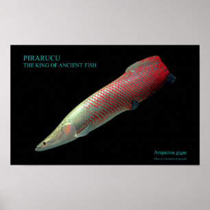 ピ ラ  の ス タ ポ. POSTER