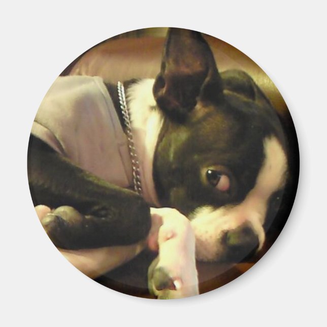 ブチ　マグネット　丸 MAGNET (Vorne)