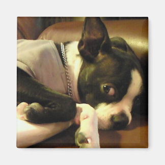 ブチ　マグネット　角 MAGNET