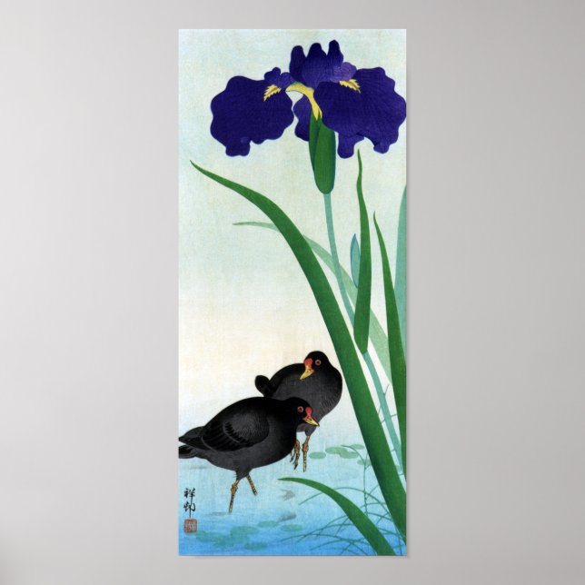 古 und Iris ア メ, 邨 Moorhens Poster (Vorne)