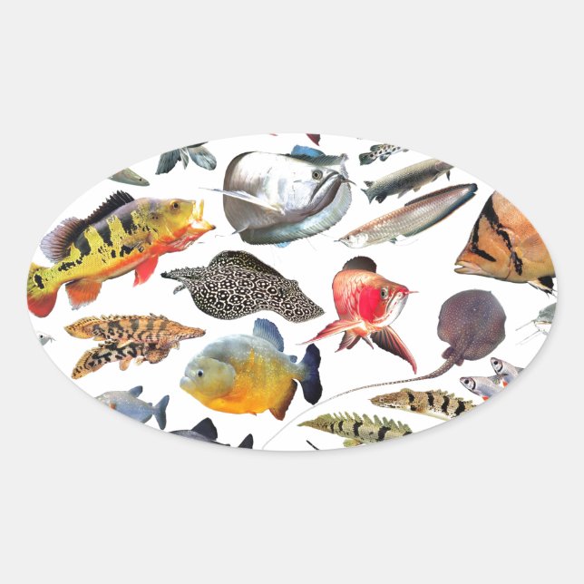 大型熱帯魚 OVALER AUFKLEBER (Vorderseite)