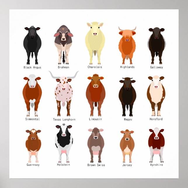 牛 の 種 類 覧 一 POSTER (Vorne)