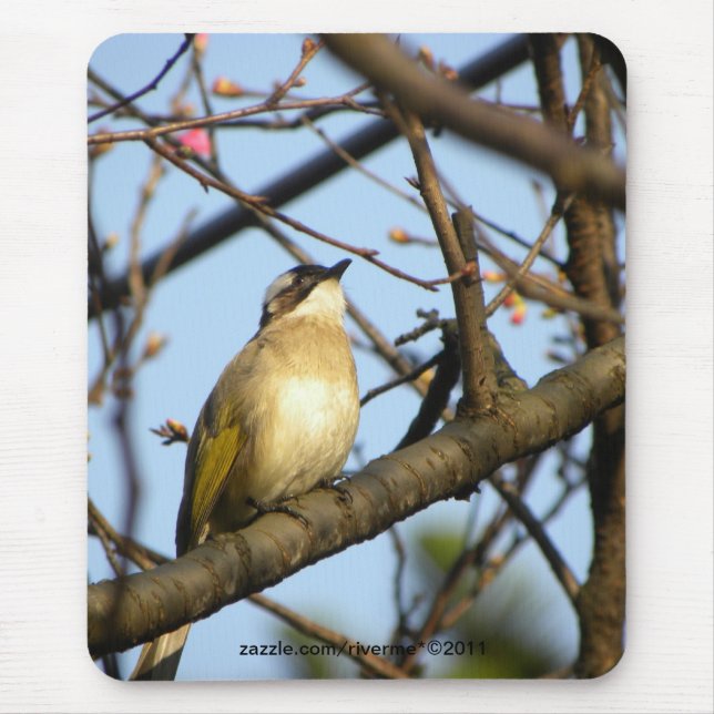 白頭翁 chinesischer Bulbul-Vogel auf Mousepad (Vorne)