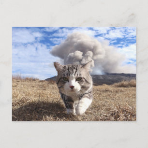 野 良 猫 ニ 吉 活 POSTKARTE