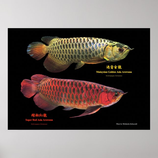 金と赤のAsian Arowana Poster (Vorne)