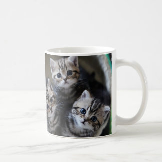 ３匹のアメリカンショートヘアの子猫たち　マグカップ KAFFEETASSE