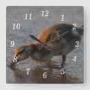 Suche nach stockente wanduhren Wild lebende tiere